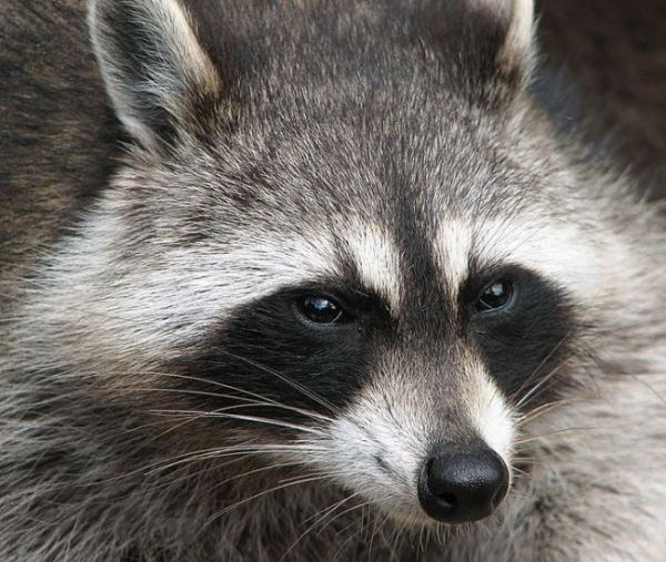 Raccoon-from-Wikipedia