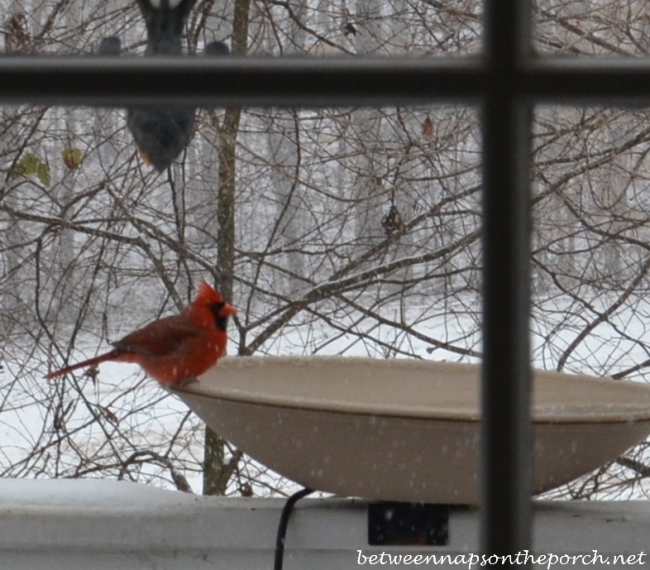 Cardinal Drinking from Heated Birdbath