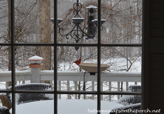 Cardinal Enjoying Heated Bird Bath