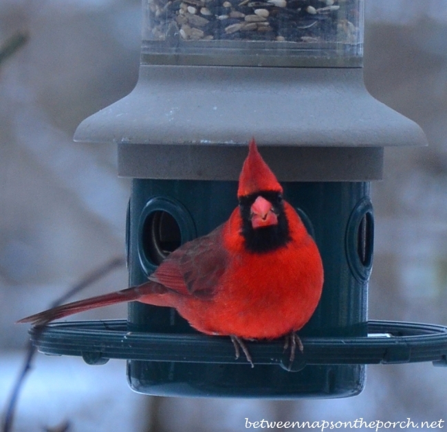 Beautiful Cardinal on Feeder in the Snow