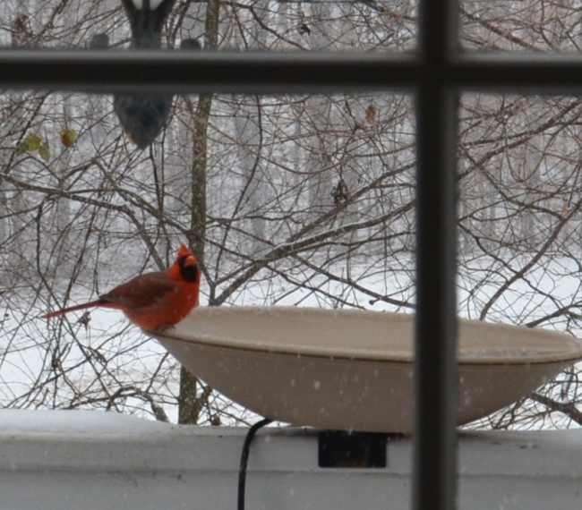 Cardinal on Heated Bird Bath