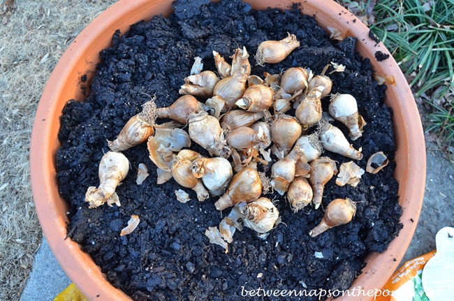 Plant Daffodils in Container for Spring Blooms 4