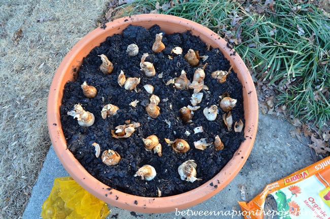 Plant Daffodils in Container for Spring Blooms 5