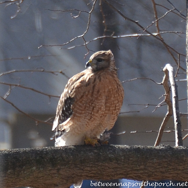 Red-Shouldered Hawk, Georgia Backyard, January 2014 