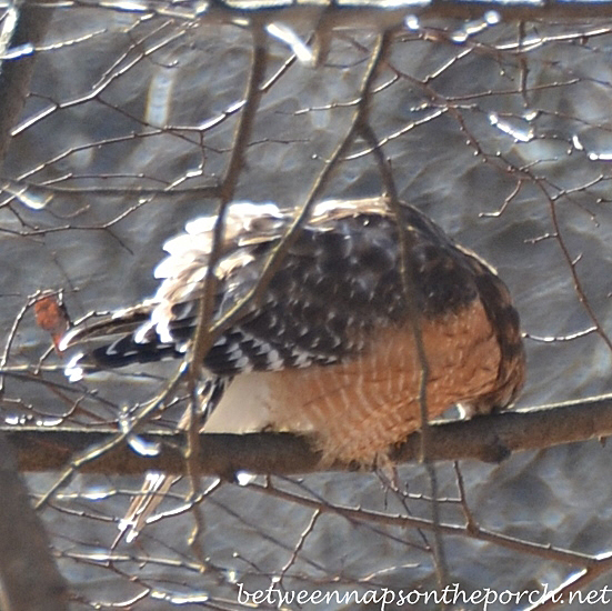 Red-Shouldered Hawk, Georgia Backyard, January 2014