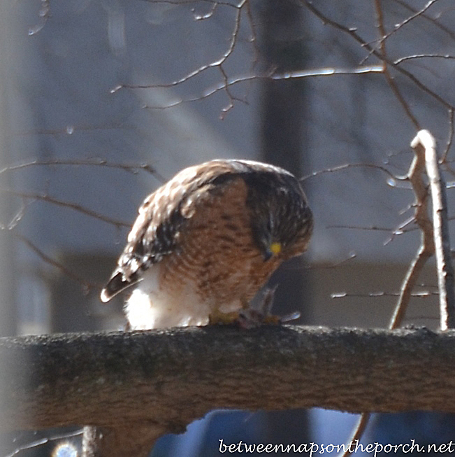 Red-Shouldered Hawk in Georgia Backyard Eating Something He Caught