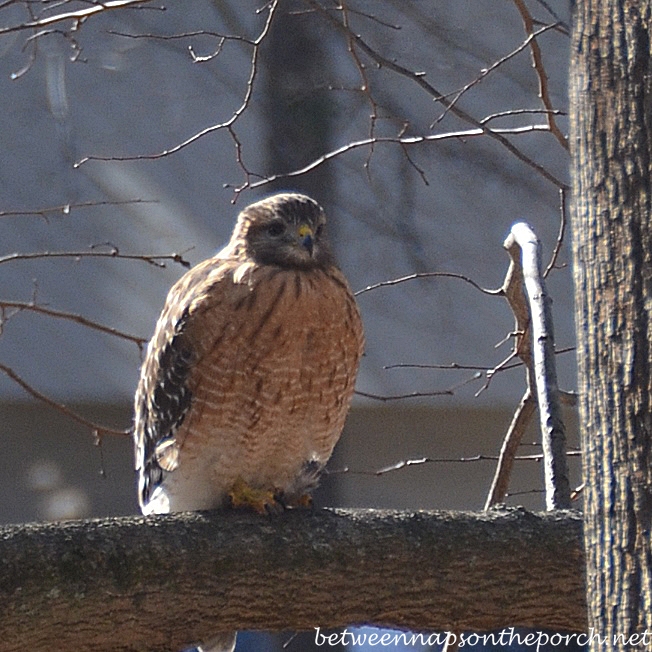 Red-Shouldered Hawk on Tree in Georgia Back Yard
