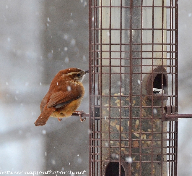 Wren on Feeder