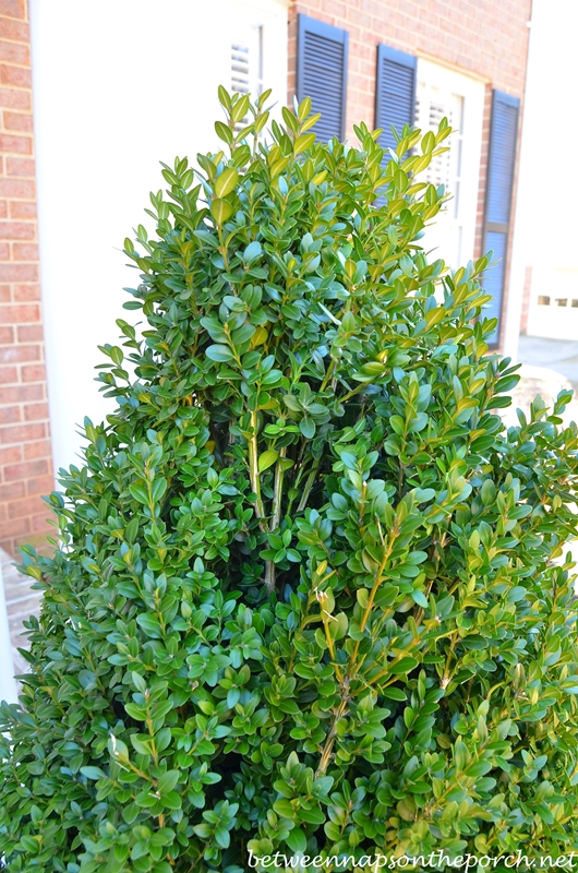 Boxwood Topiaries Ice Damage2