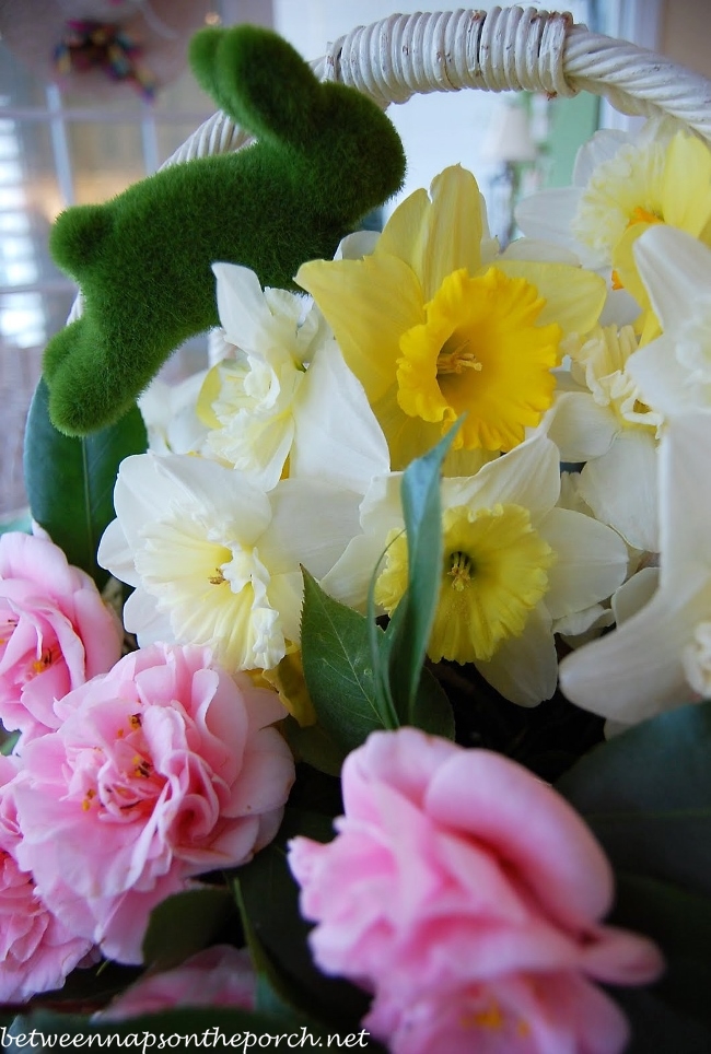 Camellias and Daffodils