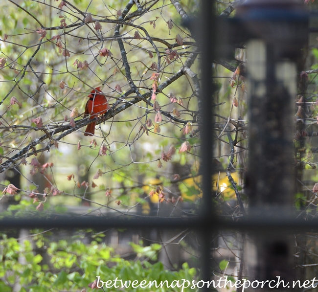 Cardinal in Tree