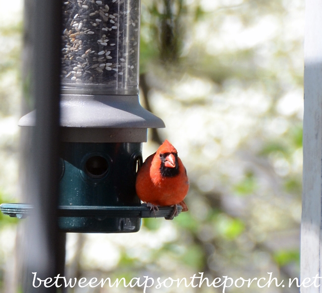 Cardinal on Feeder