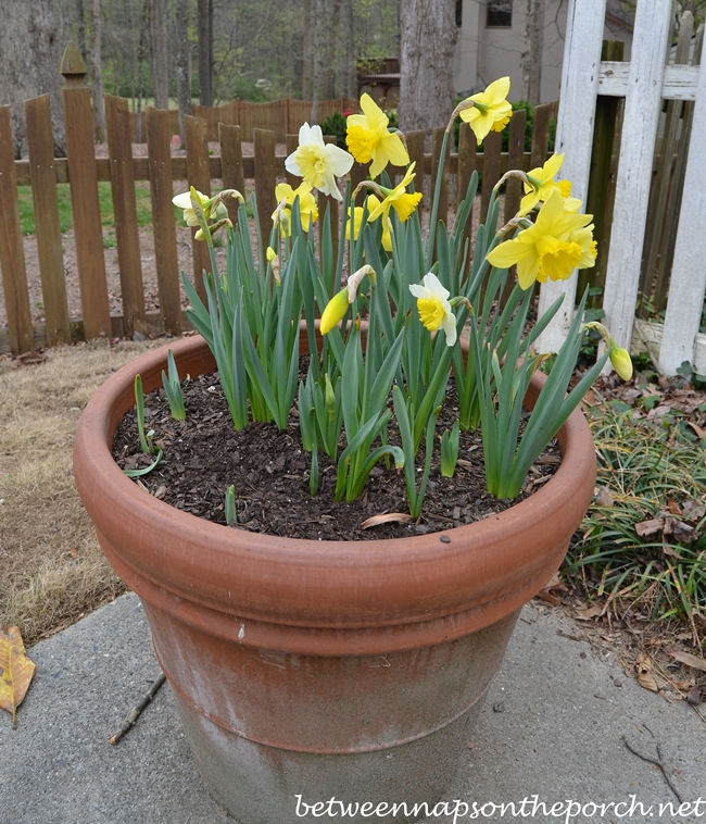 Container Gardening, Daffodils for Spring 