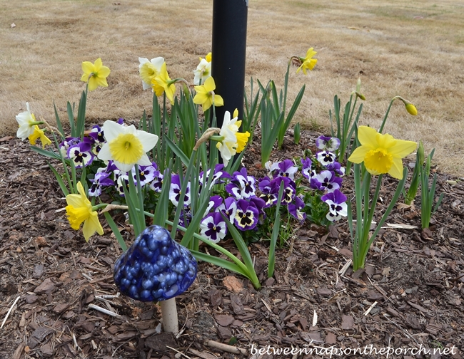 Daffodils and Pansies Around Gas Lantern