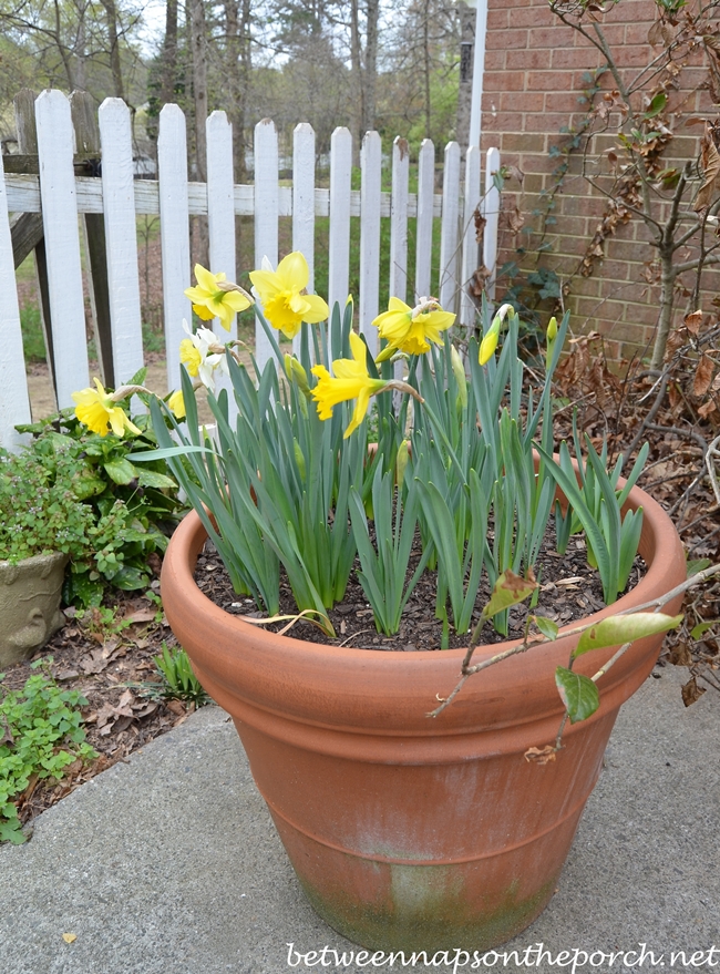 Daffodils in Bloom, Container Gardening