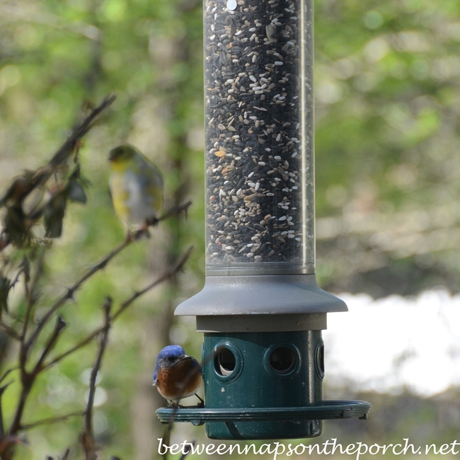 Eastern Bluebird on Feeder