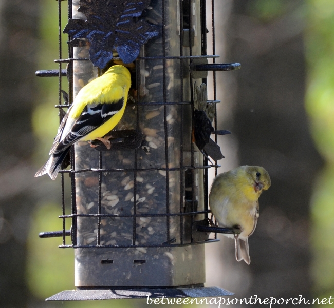 Goldfinches Feeding at Birdfeeder