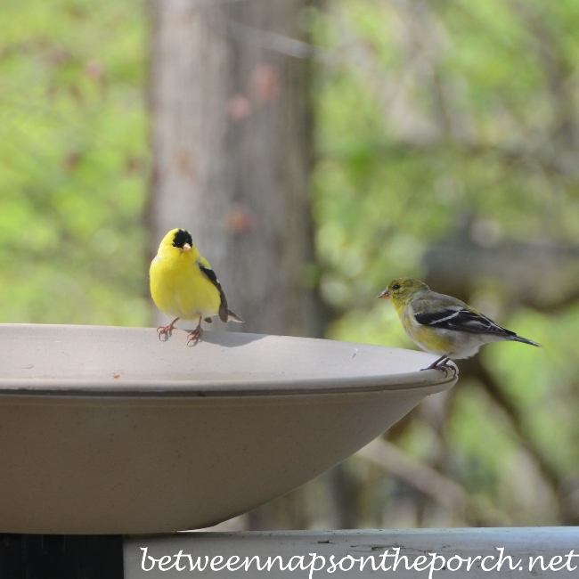 Goldfinches on Birdbath