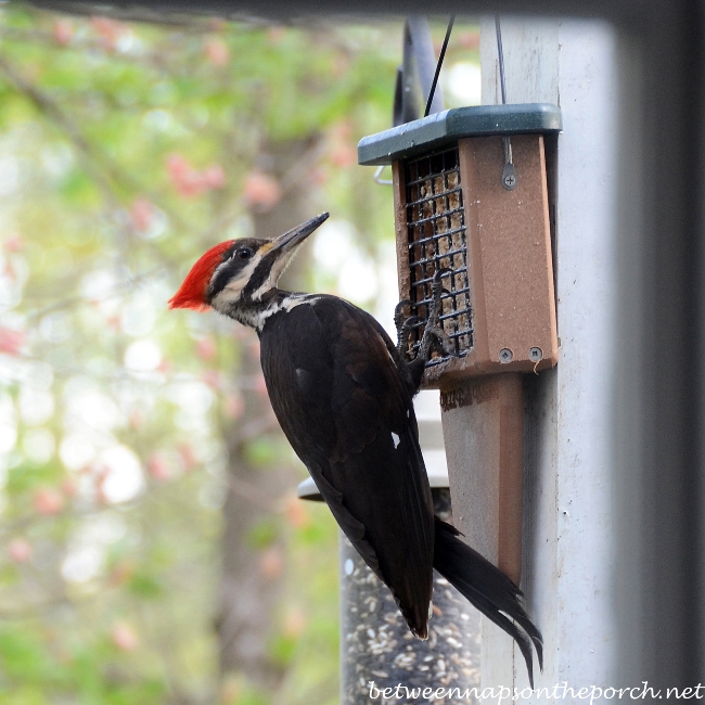 Pileated Woodpecker eating suet