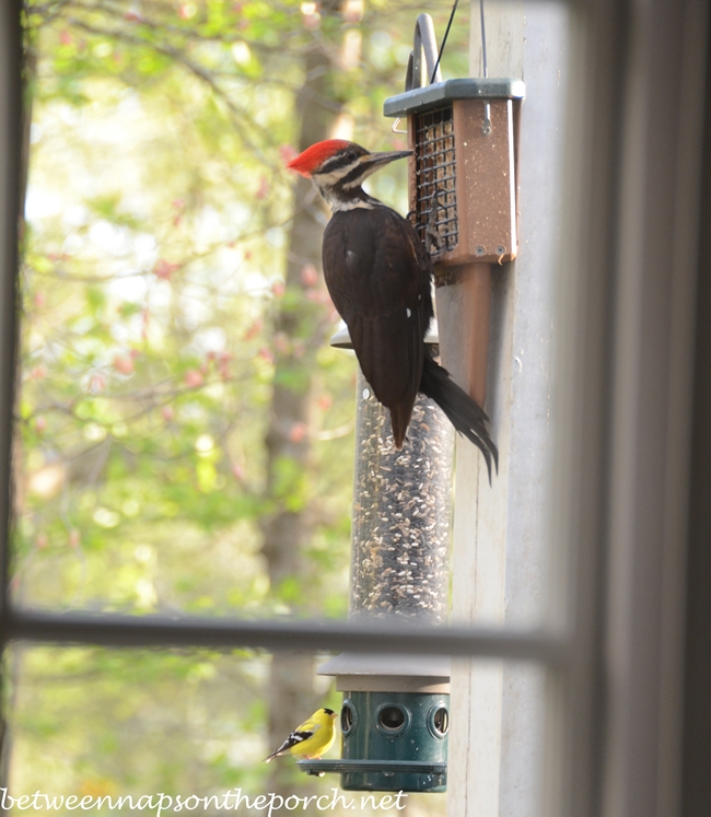 woodpecker suet feeder