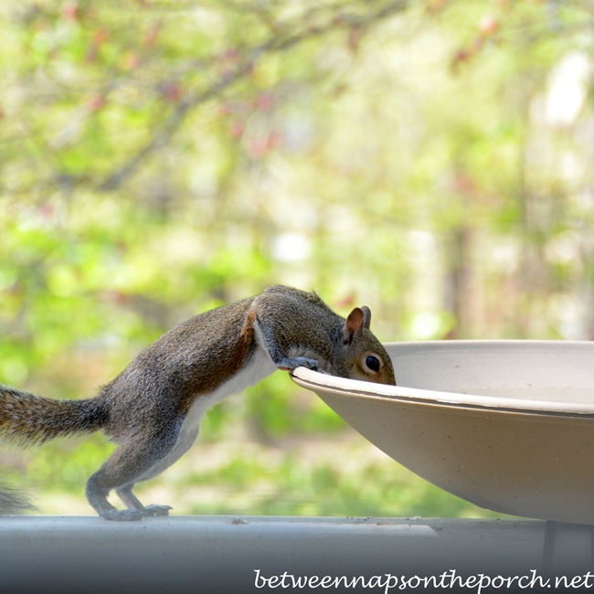 Squirrel Drinking from Birdbath