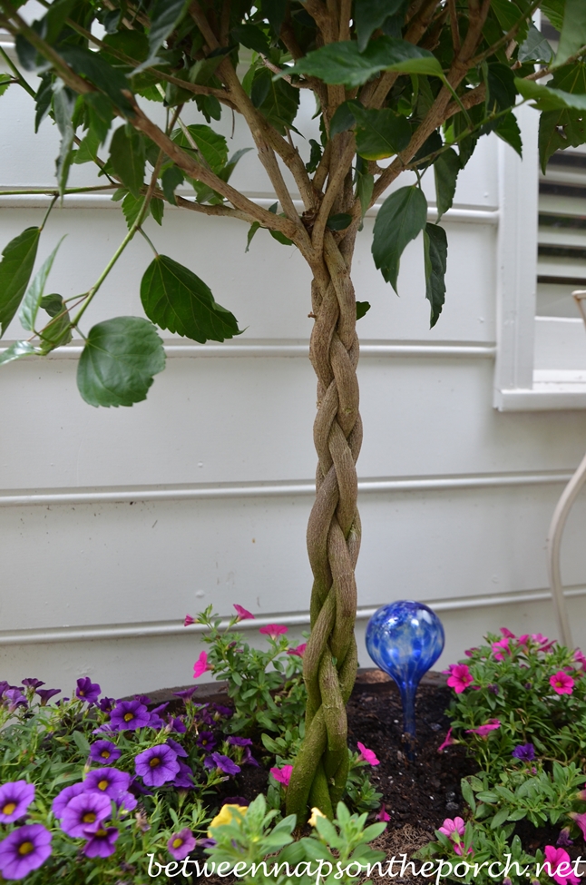 Braided Stem on Tree Form Hibiscus