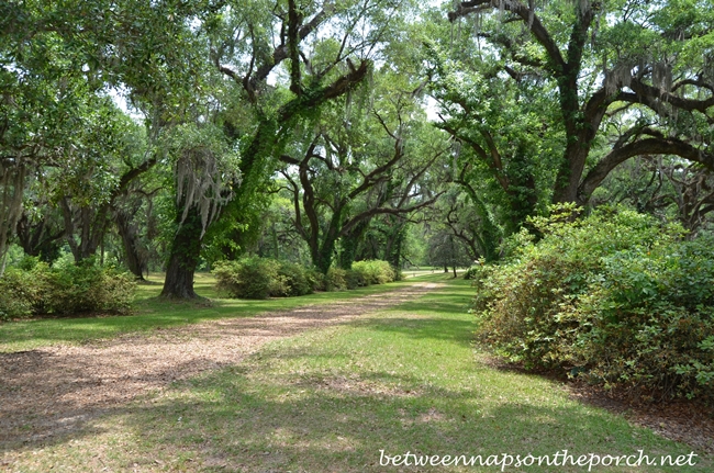 Greenwood Plantation Live Oaks in St. Francisville, Louisiana