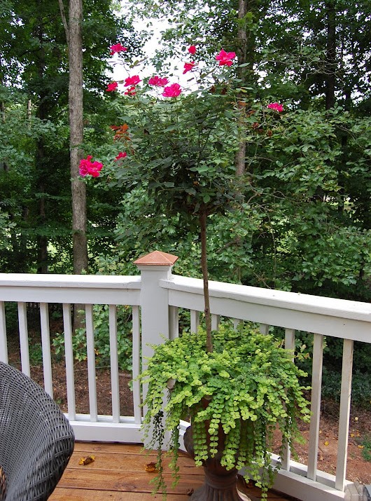 Knockout Rose Topiaries Surrounded by Creeping Jenny