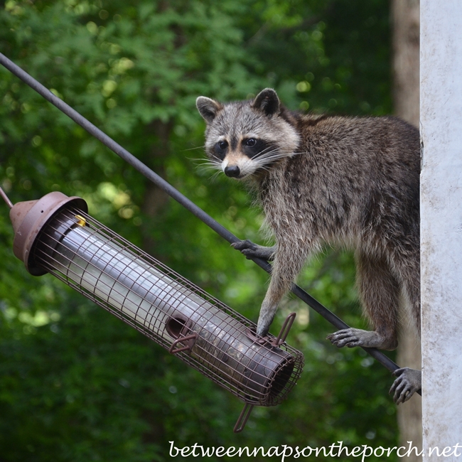 Raccoon Eating From Backyard Bird Feeder