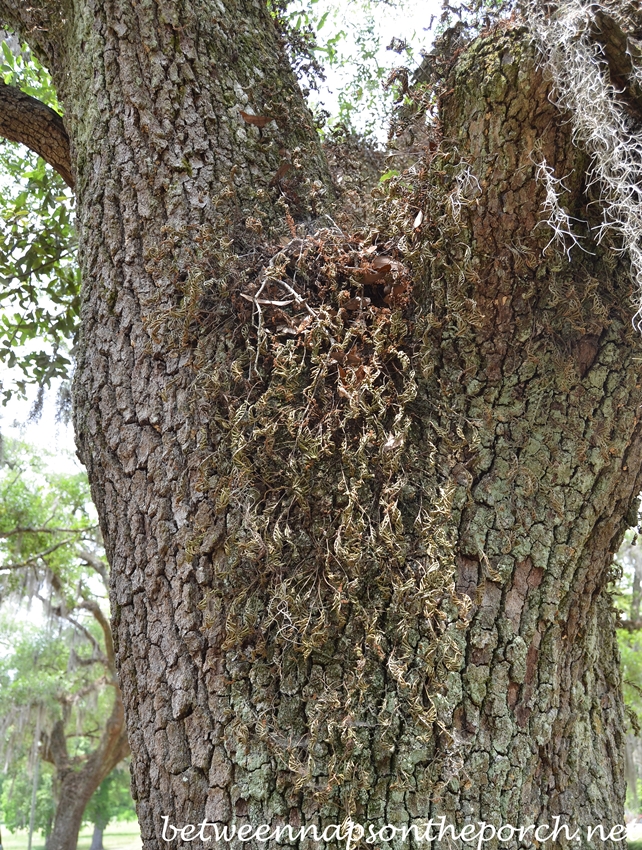 Resurrection Fern