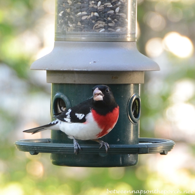 Rose-Breasted Grosbeak 