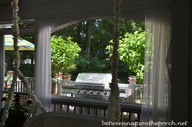 Tardiva Topiary Hydrangeas for the Deck