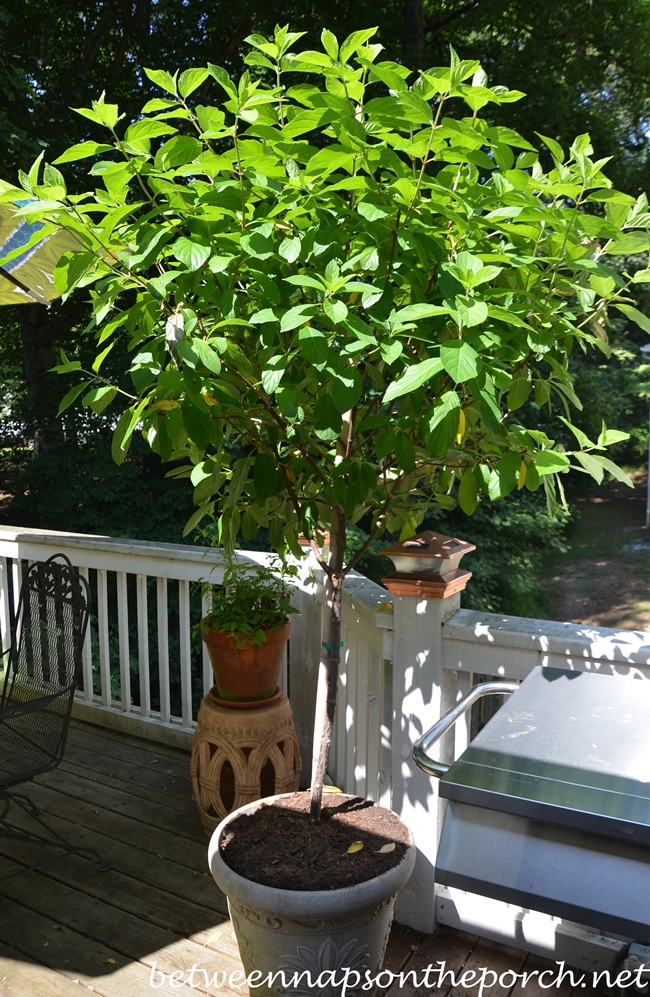 Tree Form Tardiva Hydrangea