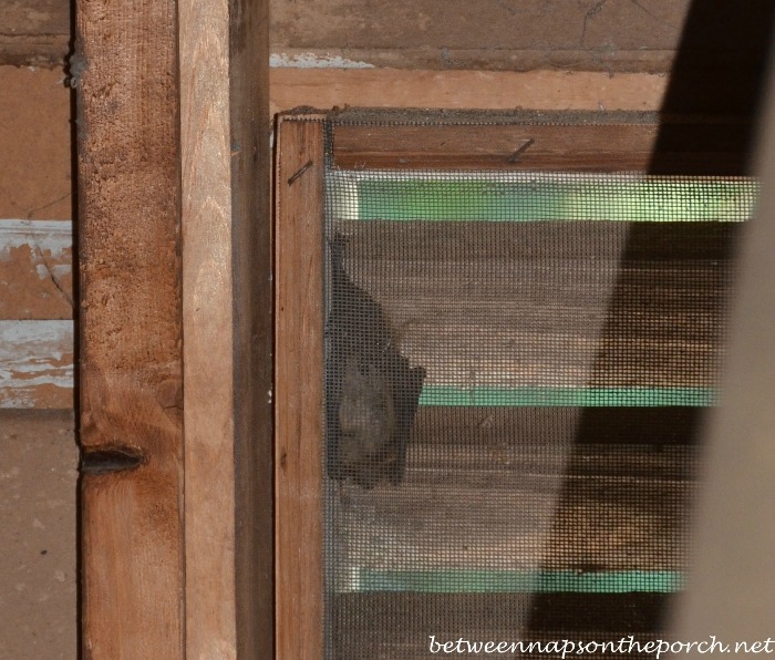 Bat Hanging in Attic Before Screening