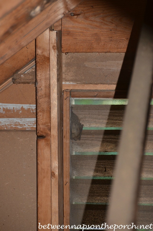 Bats Hanging in Attic Before Screening