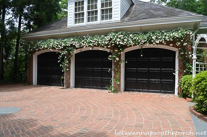 Climbing Roses Over Garage