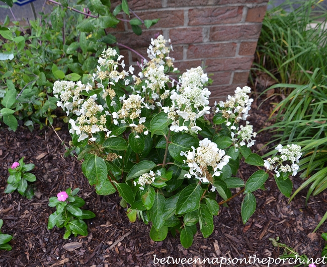 Image of Hydrangea Dharuma Hanging Basket