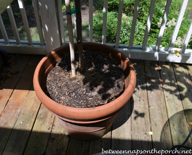 Larger Container for Tardiva Hydrangea Tree