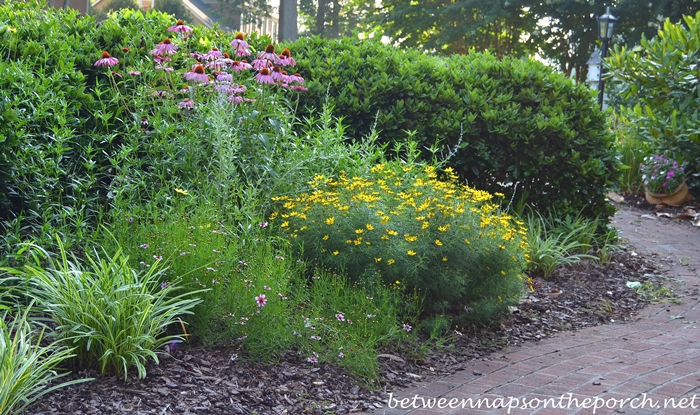 Perennial Garden with Purple Coneflower, Coreopsis Moonbeam and Russian Sage_wm