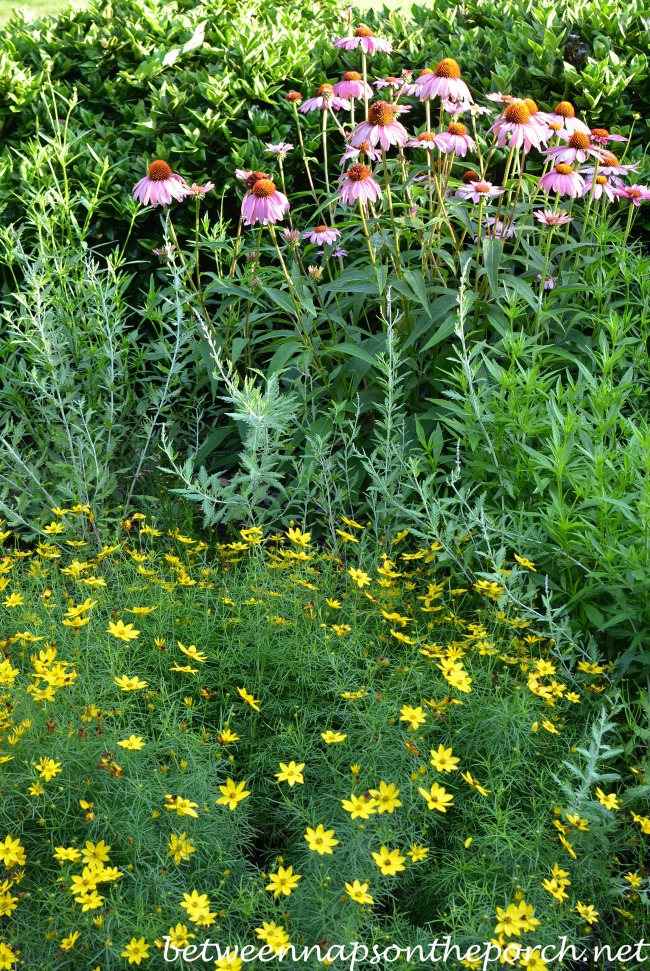 Purple Conflower and Coreopsis Moonbeam