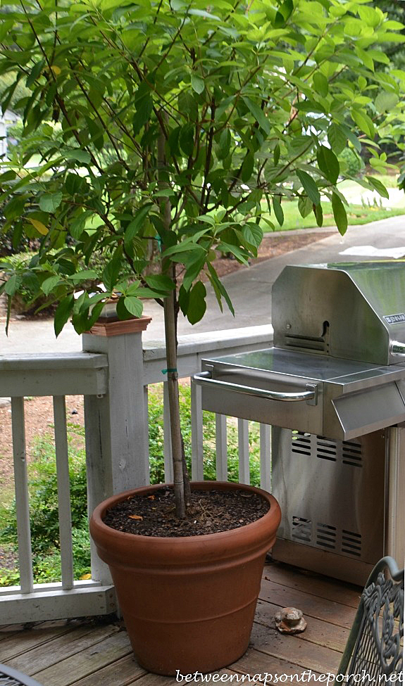 Repotted Tree Form Hydrangea 3_wm