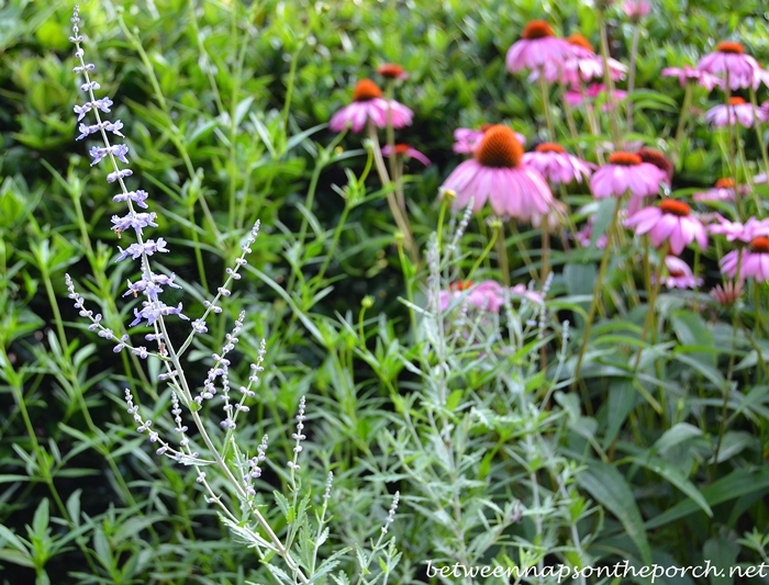 Russian Sage and Purple Coneflower