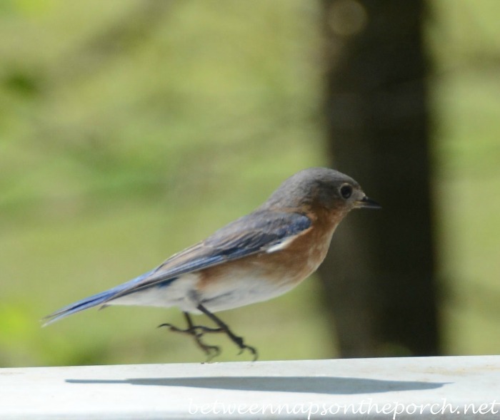 Bluebird Hopping Over To Mealworm Feeder