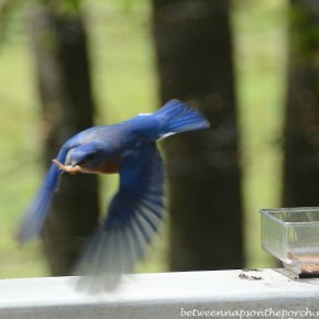 Bluebird Taking Mealworms Back To Babies