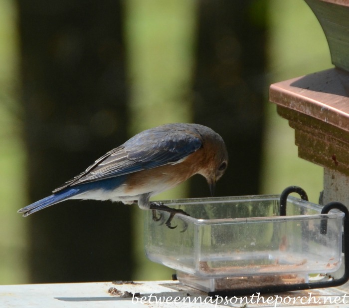 Bluebird choosing a mealworm