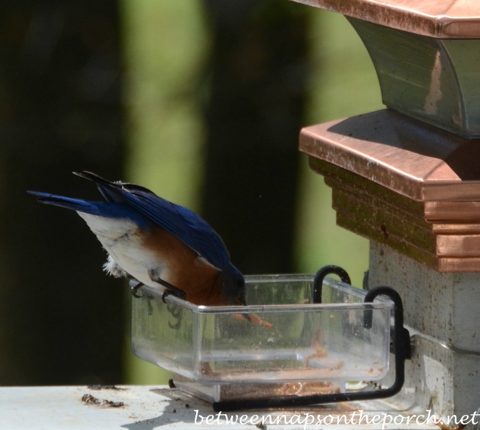 Bluebird eating mealworms