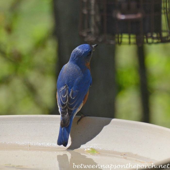 Bluebird on Birdbath