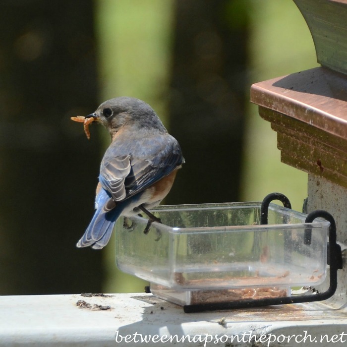 Bluebird with Mealworms