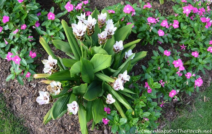 Curcuma and Vinca