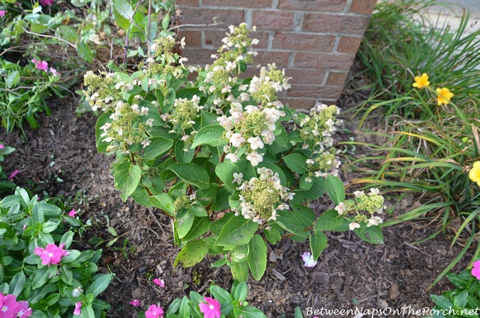 Dharuma Hydragea for a Mailbox Garden